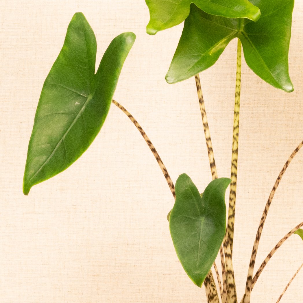 201380-A_2048x2048 201380-A_2048x2048