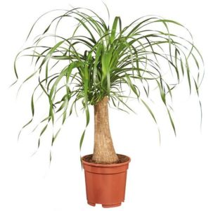 Μποκαρνέα - Beaucarnea recurvata