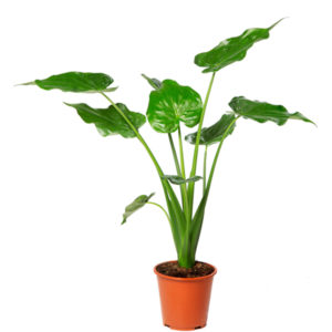 Alocasia_cucullata_LR_20201019SE-1-8