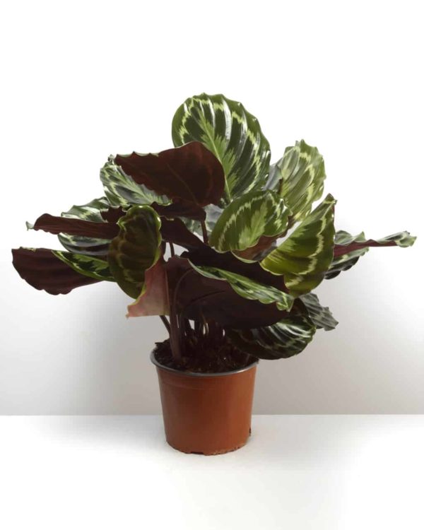 Calathea-Medallion-glastra-©Happyplantsgr