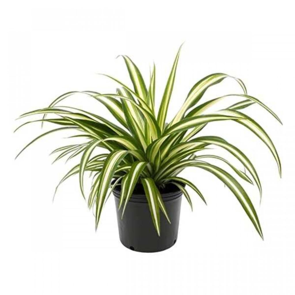1.-Chlorophytum-comosum-'Variegatum'-se-Glastra-1500x1500