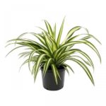 1.-Chlorophytum-comosum-'Variegatum'-se-Glastra-1500x1500