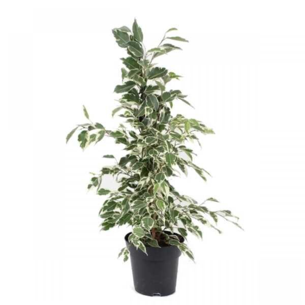 31.-Ficus-benjamina-Variegata-1500x1500