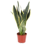Σανσεβιέρια - Sansevieria Trifaciata