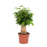 Φίκος - Ficus Benjamina Natasja Jute