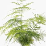 Asp-set-12-Asparagus-setaceous-fern-houseplant-compostable-coir-pot