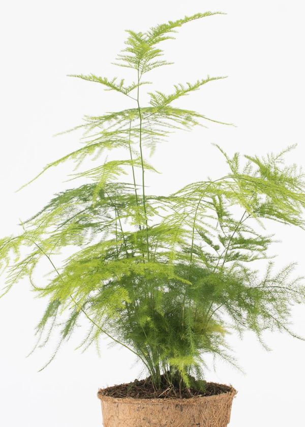 Asp-set-12-Asparagus-setaceous-fern-houseplant-compostable-coir-pot