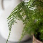Asp-set-12-Asparagus-setaceous-fern-indoor-plant