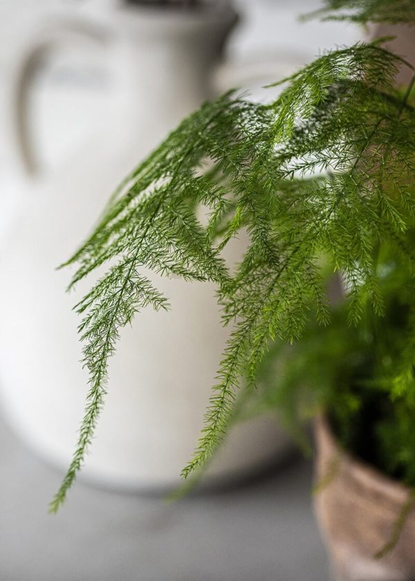 Asp-set-12-Asparagus-setaceous-fern-indoor-plant