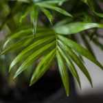 Cha-ele-12-ParlourPalm-Chamaedorea-elegans-indoor-plant