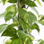 Epe-aur-21-devils-ivy-Epipremnum-aureum-closeup