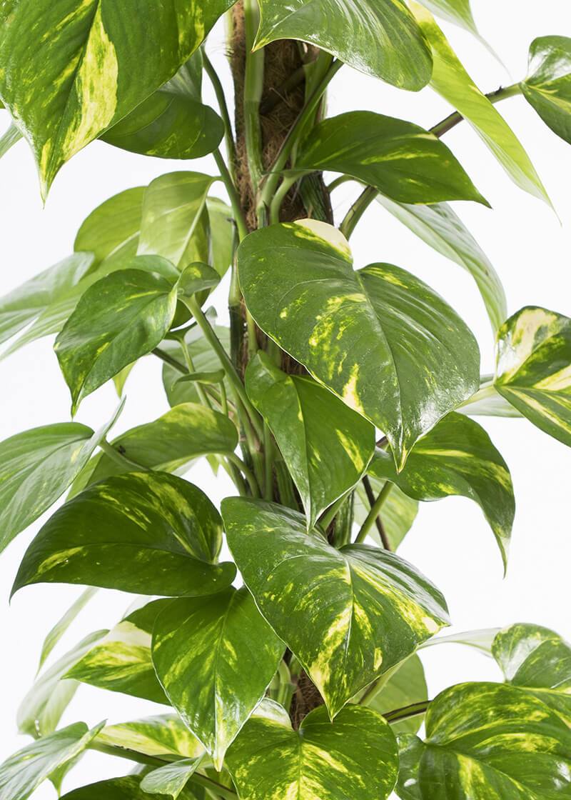 Epe-aur-21-devils-ivy-Epipremnum-aureum-closeup Epe-aur-21-devils-ivy-Epipremnum-aureum-closeup