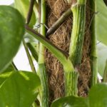 Epe-aur-21-devils-ivy-Epipremnum-aureum-moss-pole