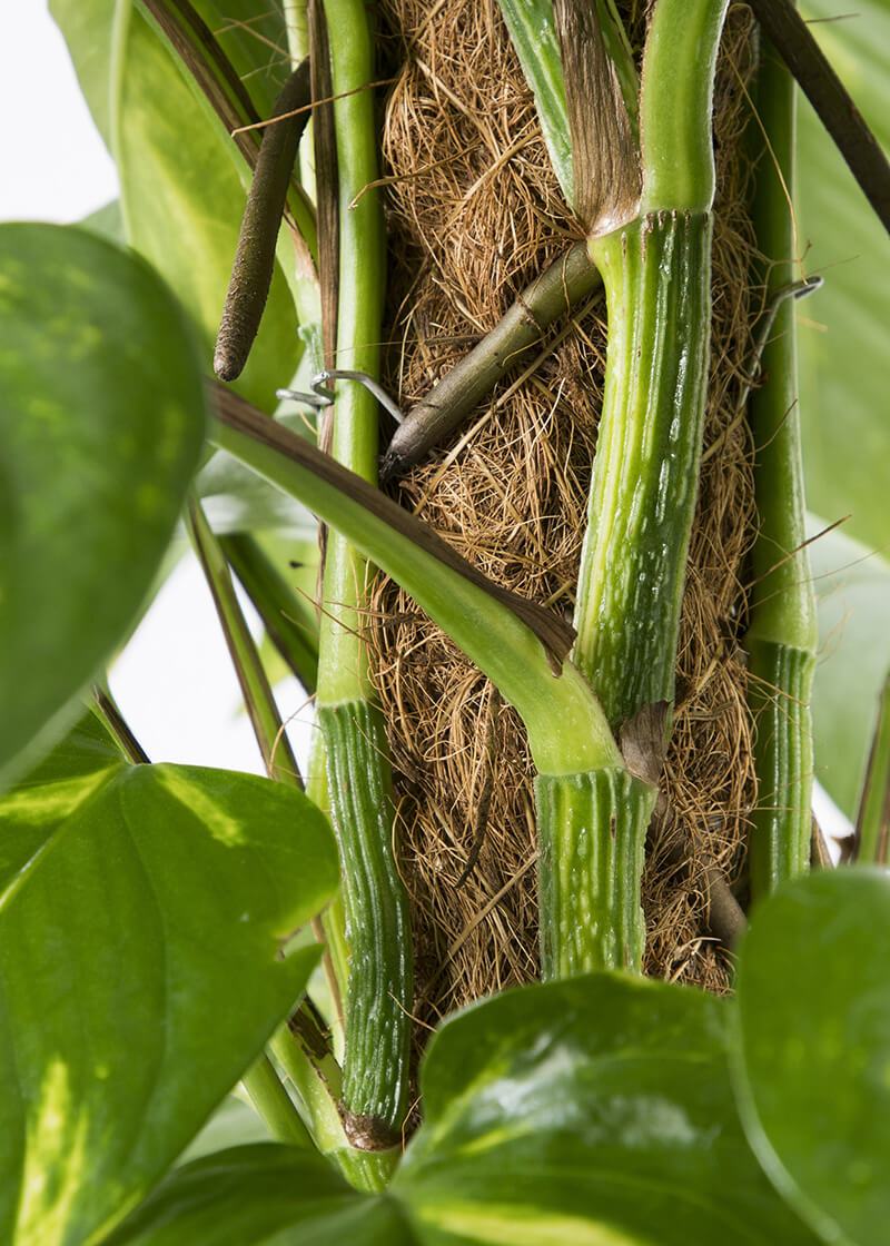 Epe-aur-21-devils-ivy-Epipremnum-aureum-moss-pole Epe-aur-21-devils-ivy-Epipremnum-aureum-moss-pole