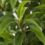 Fic-benGK-12-Ficus-benjamina-Green--Kinky-houseplant-clouseup_6267b07d-5d44-47c9-a9da-2d60f94af077