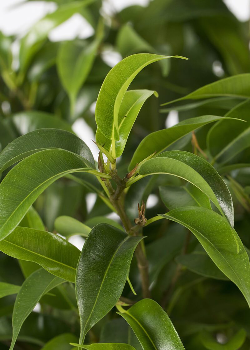 Fic-benGK-12-Ficus-benjamina-Green--Kinky-houseplant-clouseup_6267b07d-5d44-47c9-a9da-2d60f94af077