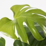 Mon-del-17-Monstera-Cheese-plant-deliciosa-houseplant-closeup