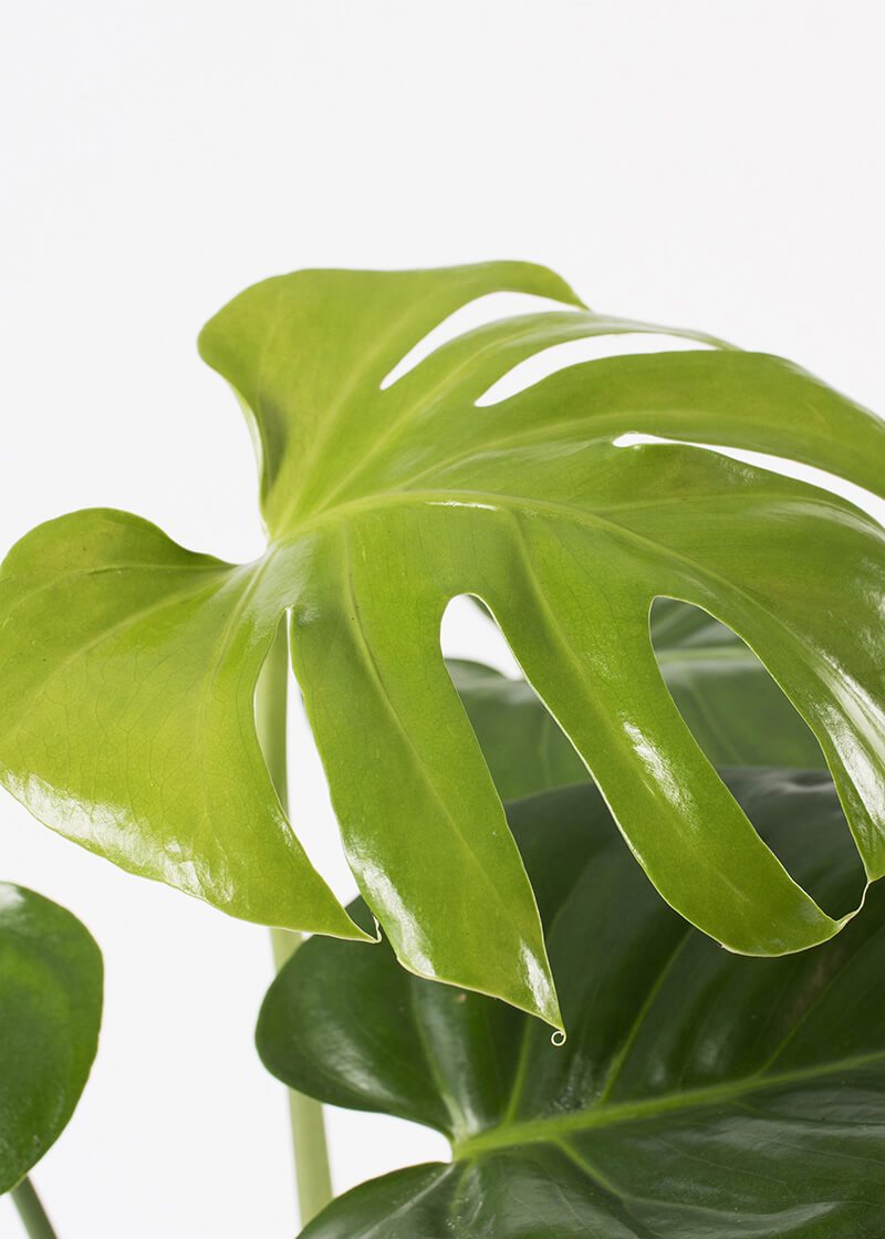 Mon-del-17-Monstera-Cheese-plant-deliciosa-houseplant-closeup Mon-del-17-Monstera-Cheese-plant-deliciosa-houseplant-closeup