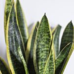 San-tri-12-Snake-Plant-Sansevieria-trifasciata-indoor-plant