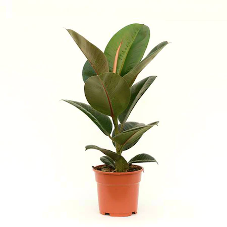 ficus elastica ROBUSTA
