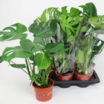 Μονστέρα – Monstera Deliciosa