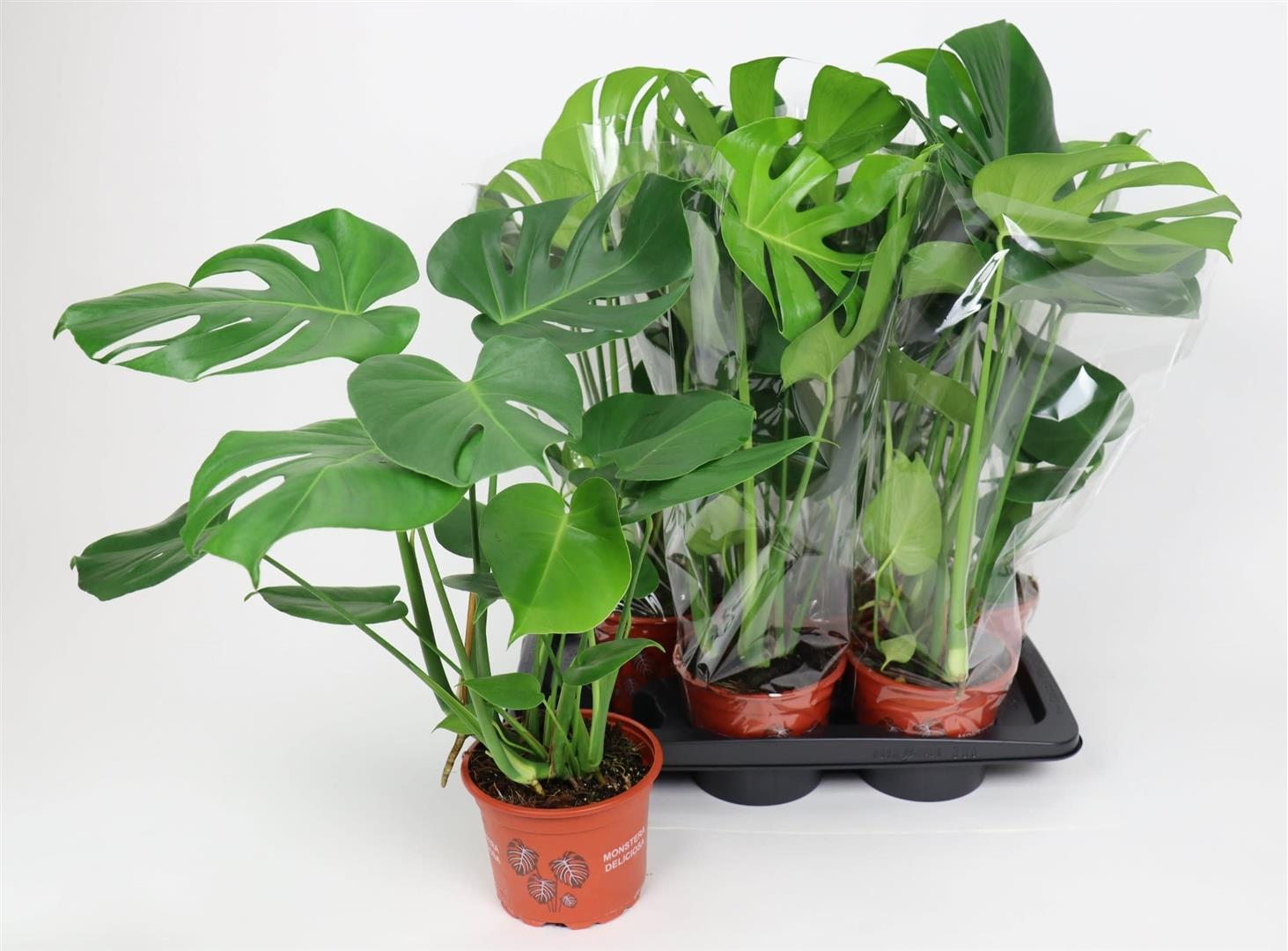 Μονστέρα – Monstera Deliciosa Μονστέρα – Monstera Deliciosa