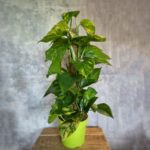 Πόθος – Epipremnum aureum