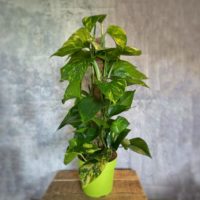 Πόθος – Epipremnum aureum