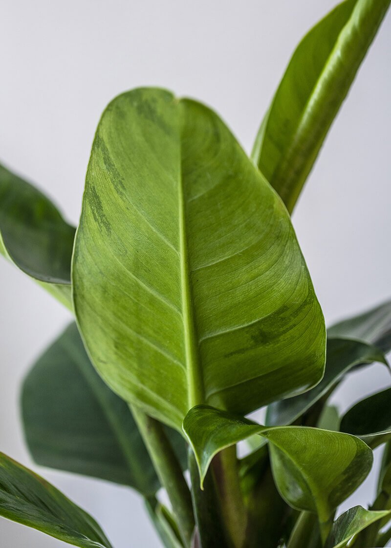 ιμπεριαλ ιμπεριαλ