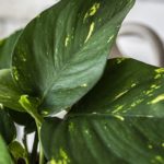 Epe-aur-12-devils-ivy-Epipremnum-aureum-foli8