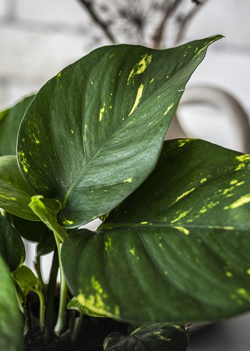 Epe-aur-12-devils-ivy-Epipremnum-aureum-foli8 Epe-aur-12-devils-ivy-Epipremnum-aureum-foli8