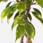 Fic-var-17-Ficus-Variegated-Braided-Stem-golden-King-closeup