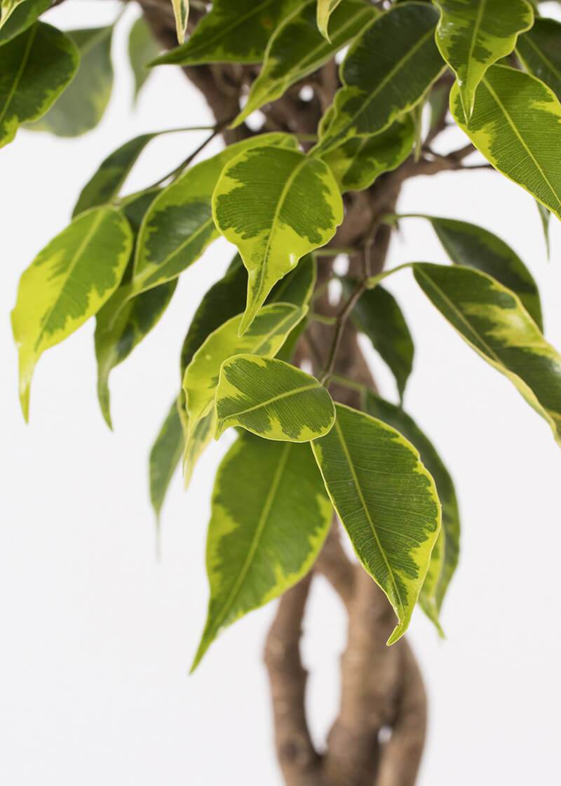 Fic-var-17-Ficus-Variegated-Braided-Stem-golden-King-closeup Fic-var-17-Ficus-Variegated-Braided-Stem-golden-King-closeup