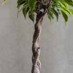 Fic-var-17-Ficus-Variegated-Braided-Stem-golden-King-floorstanding-pot