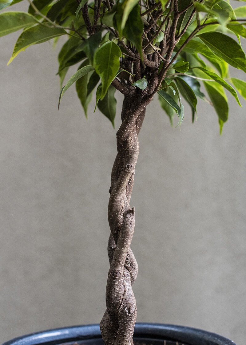 Fic-var-17-Ficus-Variegated-Braided-Stem-golden-King-floorstanding-pot Fic-var-17-Ficus-Variegated-Braided-Stem-golden-King-floorstanding-pot