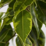 Fic-var-17-Ficus-Variegated-Braided-Stem-golden-King-healthy-leaves