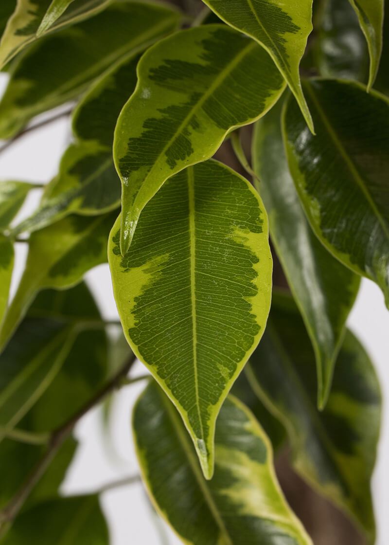 Fic-var-17-Ficus-Variegated-Braided-Stem-golden-King-healthy-leaves Fic-var-17-Ficus-Variegated-Braided-Stem-golden-King-healthy-leaves