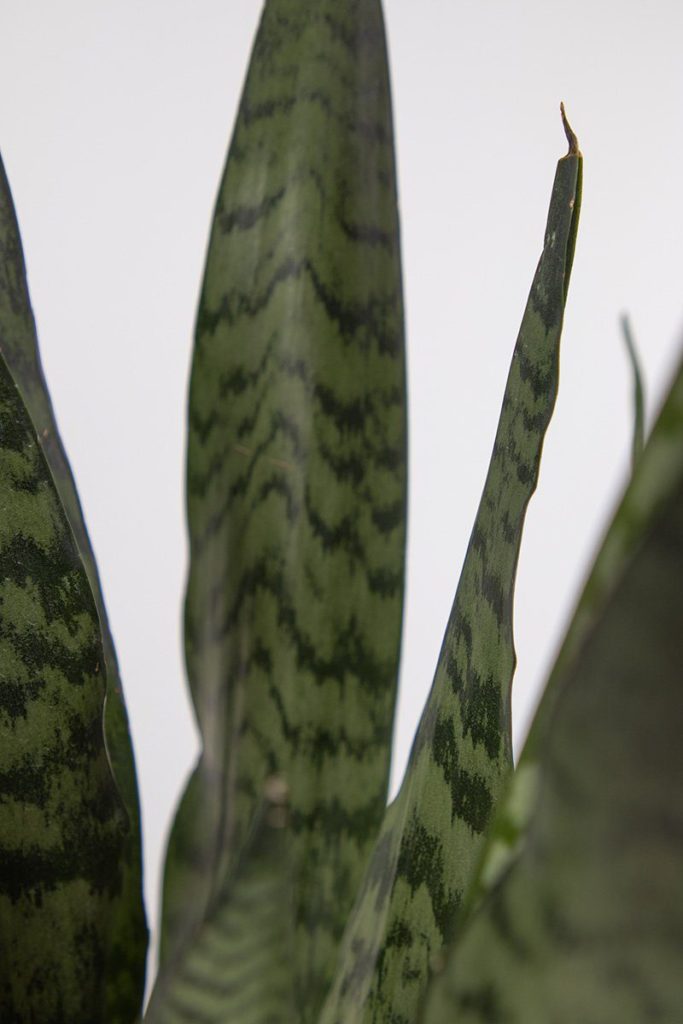 San-zey-21-Devil_s-Tongue-Sansevieria-zeylanica-close-up