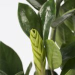 Zam-zam-12-zz-plant-Zamioculcaszamiifolia-zanzibar-gem-indoor-plant