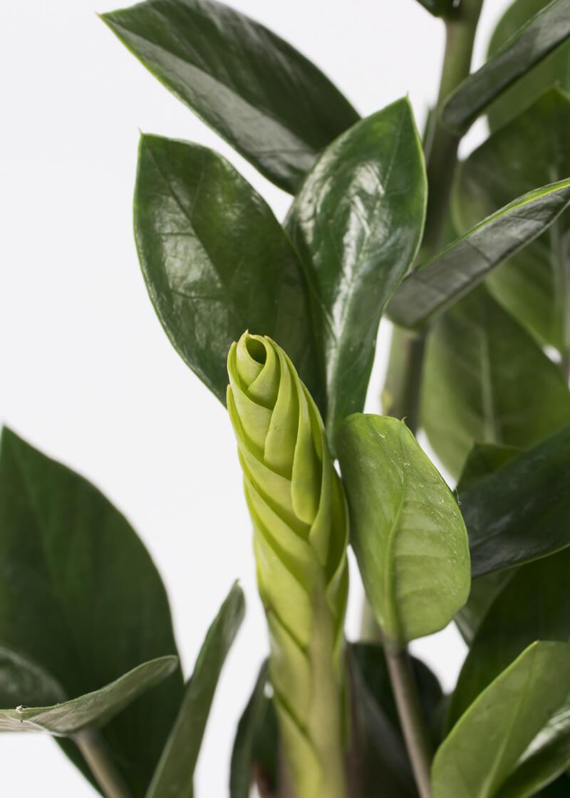 Zam-zam-12-zz-plant-Zamioculcaszamiifolia-zanzibar-gem-indoor-plant Zam-zam-12-zz-plant-Zamioculcaszamiifolia-zanzibar-gem-indoor-plant
