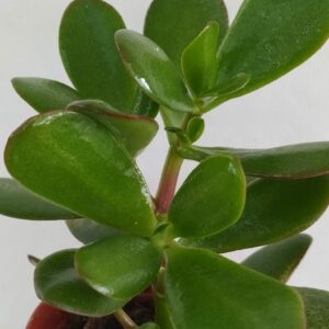 Παχύφυτα Crassula ovata, (2)
