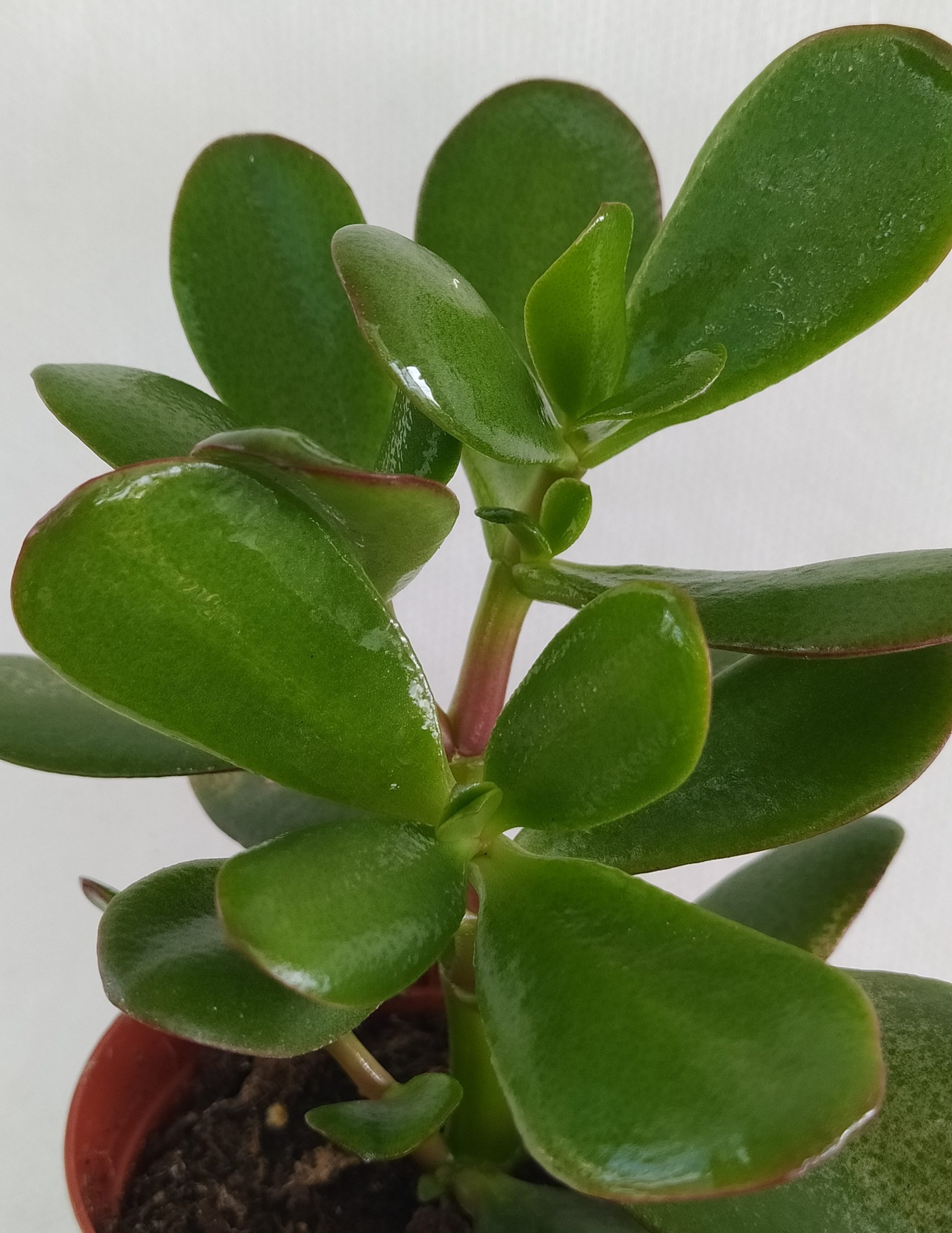 Παχύφυτα Crassula ovata, (2)