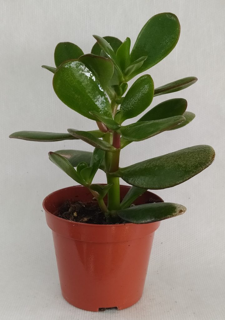 Παχύφυτα Crassula ovata (2)