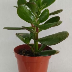 Παχύφυτα Crassula ovata (2)
