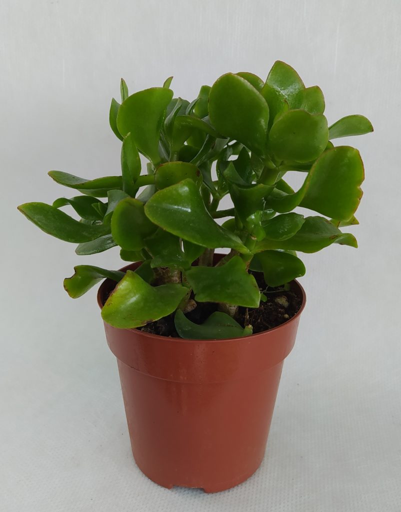 Παχύφυτα crassula arborescens (2)