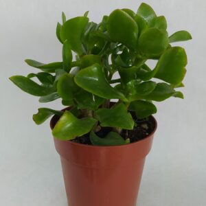 Παχύφυτα crassula arborescens (2)