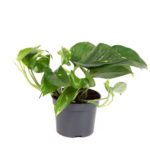 Πόθος – Epipremnum aureum 6EURV