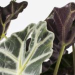 Alo-ama-17-Elephants-ear-Alocasia-amazonica-plant-for-sale_4f2aafbe-dc09-475b-bbc7-eadb0970aaf9