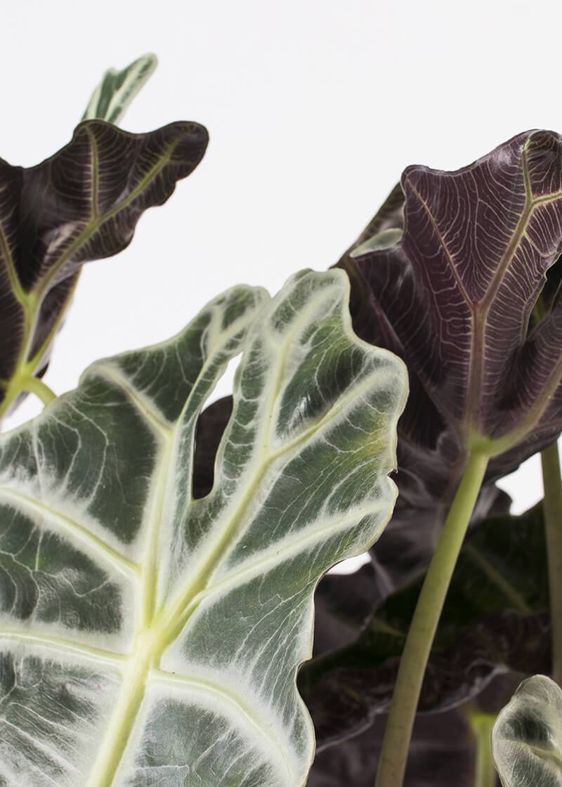 Alo-ama-17-Elephants-ear-Alocasia-amazonica-plant-for-sale_4f2aafbe-dc09-475b-bbc7-eadb0970aaf9 Alo-ama-17-Elephants-ear-Alocasia-amazonica-plant-for-sale_4f2aafbe-dc09-475b-bbc7-eadb0970aaf9
