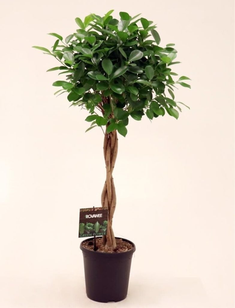Ficus Moclame twisted stem